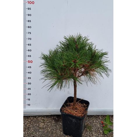 PIANTA DI PINUS BREPO IN VASO ALBERELLO 1/4 FUSTO (foto reali) PINO