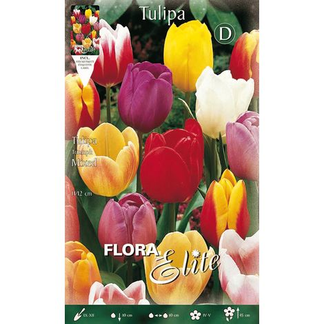 BULBI AUTUNNALI TULIPANO MIX DI COLORI CONFEZIONE DA 7 BULBI BULBS BULBES