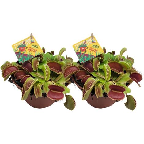 Dionaea Muscipula Plante Carnivore Décorative Lot de 2 Pot 12 cm Hauteur 12 cm - PANGIVO