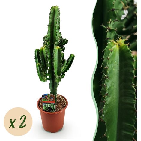 Euphorbia eritrea - Arbre à lait africain - Plante d'intérieur facile - Lot de 2 - 60 cm - Pot 17 cm - PANGIVO (1/5)