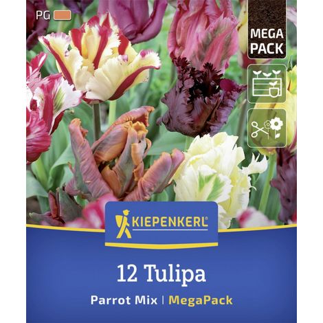 Kiepenkerl Herbstblumenzwiebelmischung Mega-Pack Papageien-Tulpen 12 Stück (1/2)