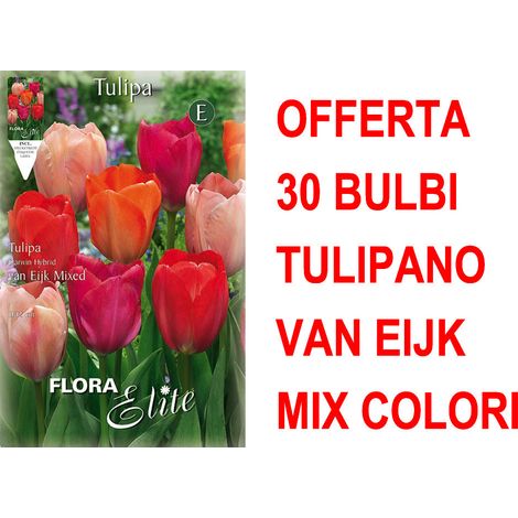 OFFERTA 30 BULBI TULIPANO DARWIN VAN EIJK MIXED BULBS BULBES