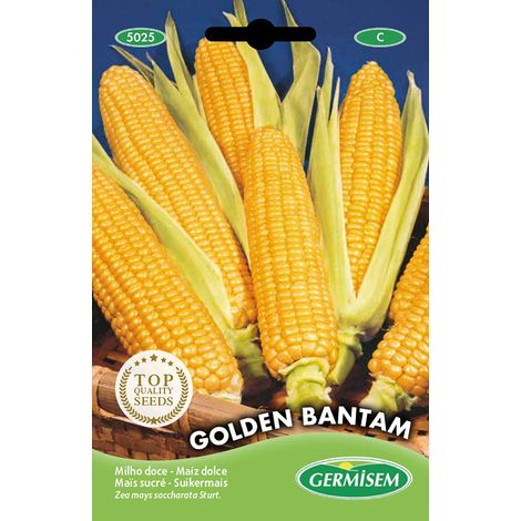 Germisem Golden Bantam Semi di Mais Dolce 10 g
