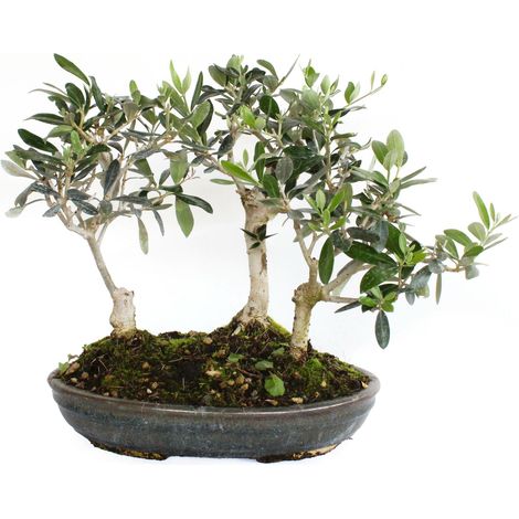 Bonsai Olea Europaea - Bonsai Boschetto 3 Ulivi - H 30-35 cm Vaso Ø 30 cm