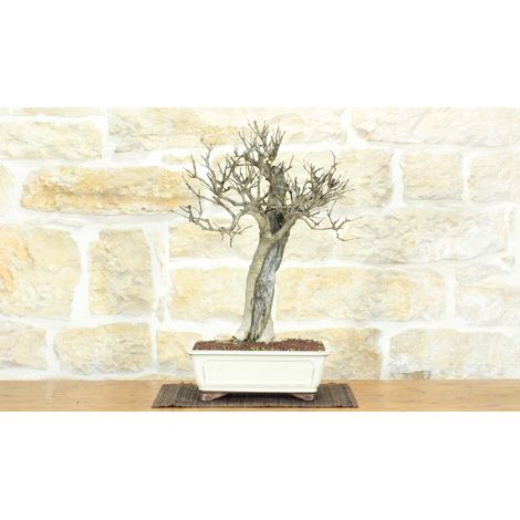 Bonsai di Melograno (142)