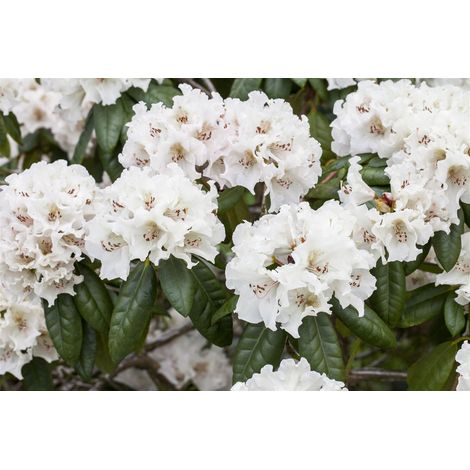 Rhododendron-Hybride 'Bellini' Rhododendron Hybr.'Bellini' 5L 30- 40 (1/3)