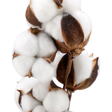 Lot de 3 tiges de kapok séchées (10 capsules chacune), 60 cm, pour décoration de mariage, fête ou maison. (1/5)