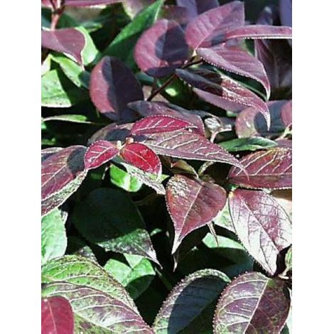 Leucothoe walteri 'Zebonard' Pot de 2L/3L (1/2)