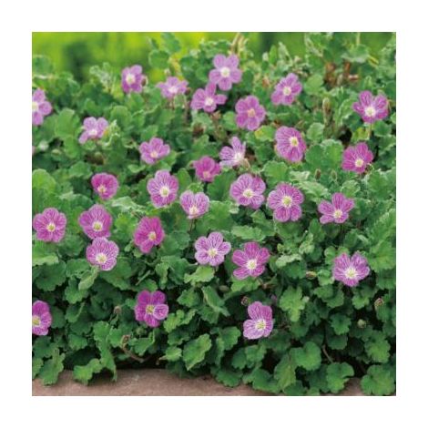 ERODIUM VARIABILE -  3 GODETS