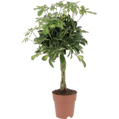 Schefflera Arboricola 'Gold Capella' - Pianta Tropicale Purifica Aria da Interno - H 75-85 cm Vaso Ø 19 cm (1/4)