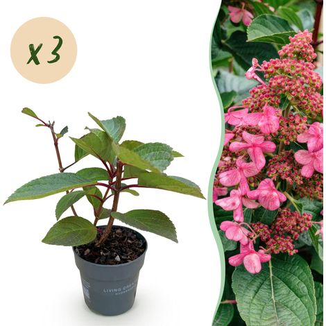Hortensia Paniculé Living Infinity Arbuste Rustique Fleurs Blanches Lot de 3 Plantes Pot 12 cm - PANGIVO (1/5)