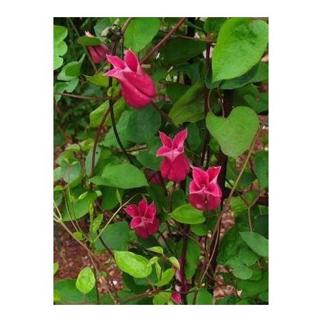Clématite 'Maxima®' Pot de 1,5L/2L (1/2)