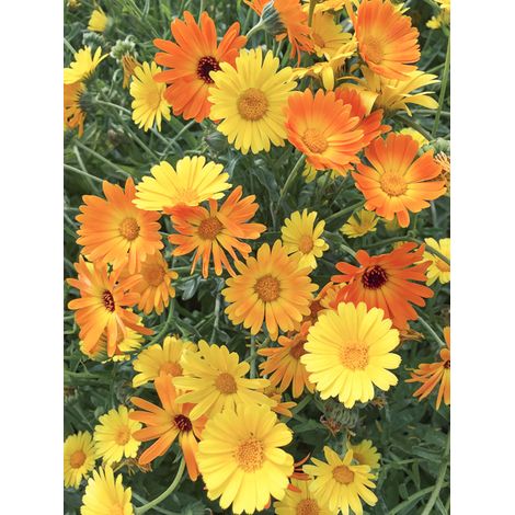 Souci des jardins 'Simplicity' le sachet de 150 graines (1g) (1/2)