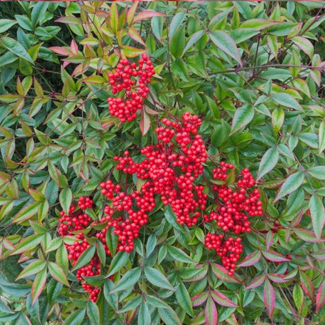 Bambou sacré domestica, Nandina/Pot de 7,5L - 60/80 cm
