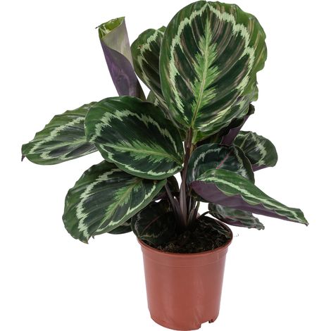 Plante d'intérieur Calathea Medallion – Dépolluante et Pet Friendly – Hauteur 40-50 cm – Pot de 14 cm pour espaces ombragés