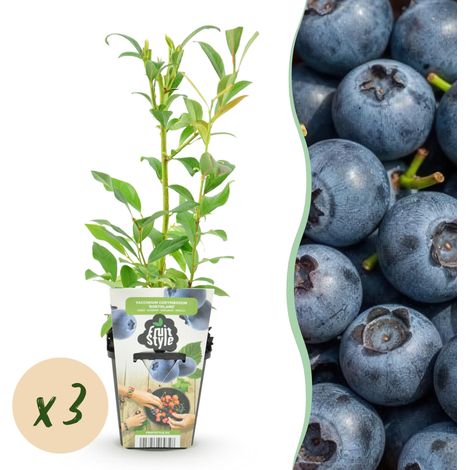 Lot de 3 Myrtilliers Northland Vaccinium corymbosum Plantes à Fruits Résistant à l'Hiver Pot 9 cm - PANGIVO (1/5)