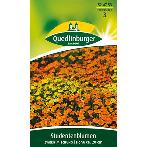 Quedlinburger Saatgut – Œillet d'Inde nain en mélange – Graines de fleurs, hauteur env. 20 cm, environ 40 plants (1/2)