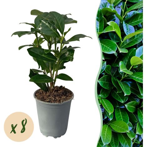 Laurier-palme Novita - Lot de 8 Plantes pour Haie Dense - Feuillage Persistant - 30-35 cm - Pot 9 cm - PANGIVO (1/5)