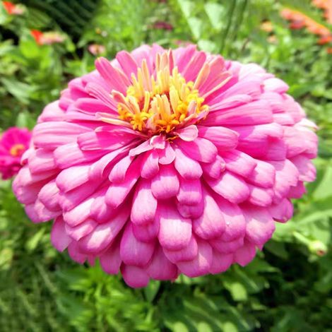 1000 graines de zinnia  Zinnias aux couleurs éclatantes,  pour les jardins de pollinisation,massifs et plantes en pot  Faciles à cultiver, rose (1/5)