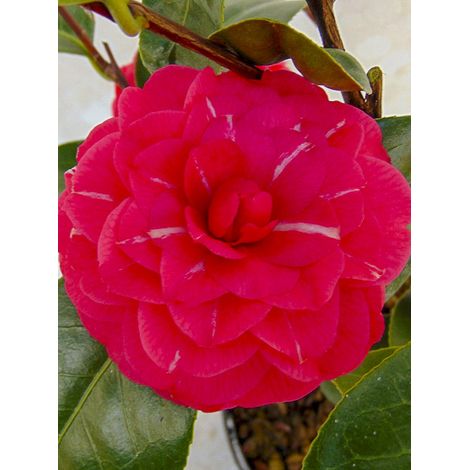 Camélia du Japon 'Il Gioiello' Pot de 4L/5L (1/2)
