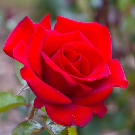 Pépinières Naudet – Rosier 'Le Grand Huit' – Fleurs rouge profond parfumées – Remontant – Conteneur 3L – Excellente rusticité jusqu'à -15°C