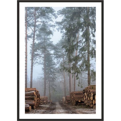 CUADRO, PÓSTER ENMARCADO 53x73 cm Bosque P2015 (1/4)