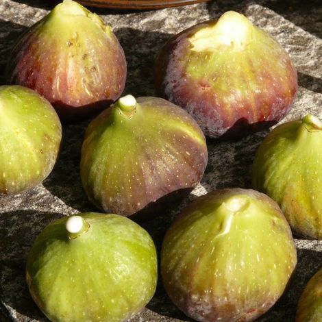 Figuier Grise de Saint Jean, Ficus carica/Pot de 7,5L - 60/80 cm (1/2)