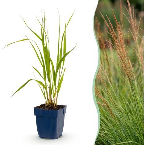 Graminée Molinia Caerulea Heidebraut Plante Vivace pour Jardin à Plumets Vert Lot de 24 Plantes (1/5)