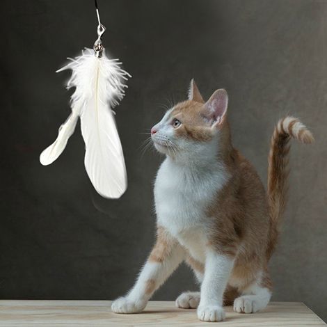 Einziehbarer Katzenangelstab aus Holz, interaktives und lustiges Spielzeug für Kätzchen, mit 5 Adapterspitzen. (1/5)