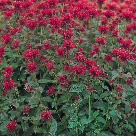 Monarde Panorama | Conditionnement: Lot de 9 godets