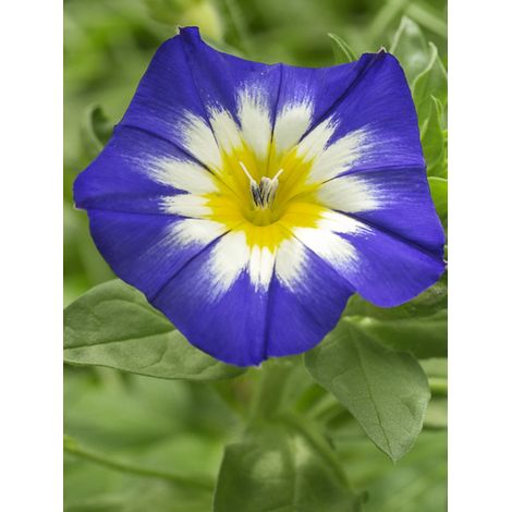Liseron 'Pavillon Bleu' le sachet de 230 graines (2,5g) (1/3)