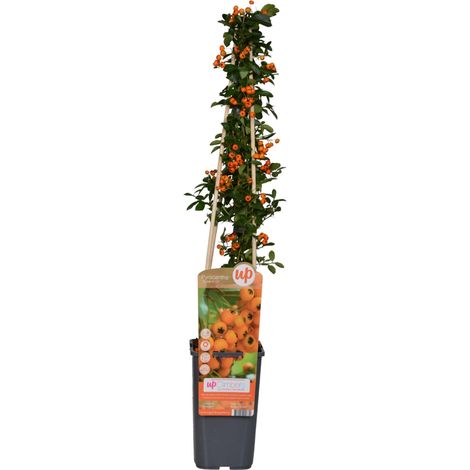 Buisson ardent  - Pyracantha 'Soleil D'Or'  - 60-80 cm pot (1/5)