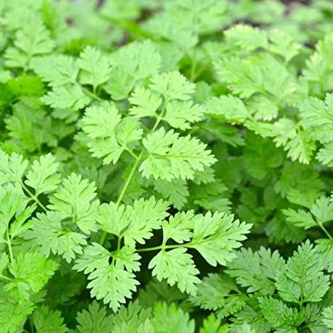 Cerfeuil Commun - Anthriscus cerefolium - 2000 Graines (1/5)