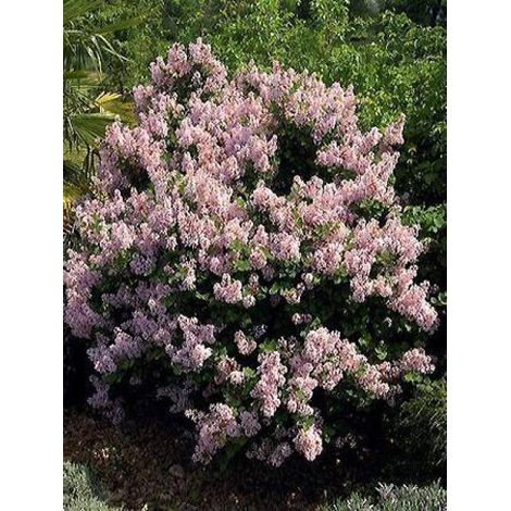 Lilas de Chine 'Josée' Pot de 3L/4L (1/2)