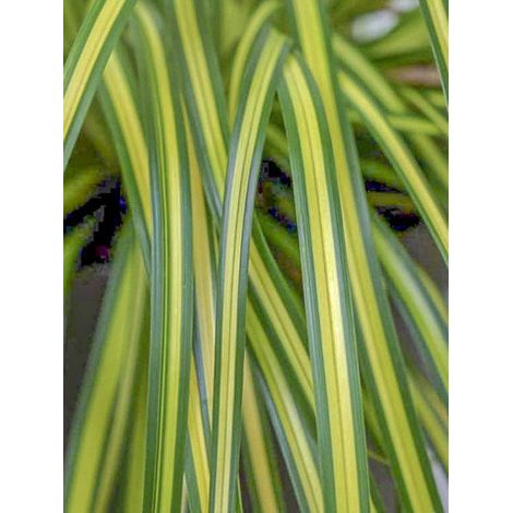Laîche d'Oshima 'Eversheen' Godet de 8/9 cm (1/3)