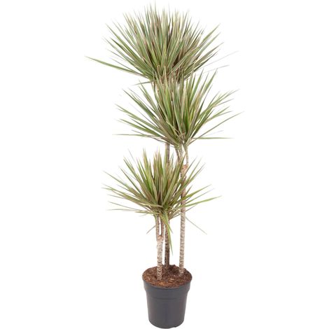 Dragonnier Dracaena Bicolor Plante d'Intérieur Décorative Vert et Crème 150 cm ø24 cm - PANGIVO (1/4)
