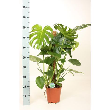 PHILODENDRON MONSTERA H 120CM PHOTOS RÉELLES