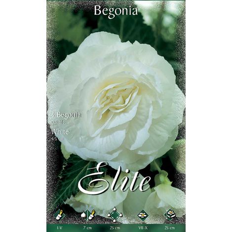 BEGONIA DOUBLE BIANCA (CONFEZIONE DA 3 BULBI)