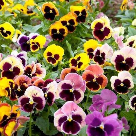 Pensée 200 pcs – Semences Fleurs Bicolores – Jardin (1/5)