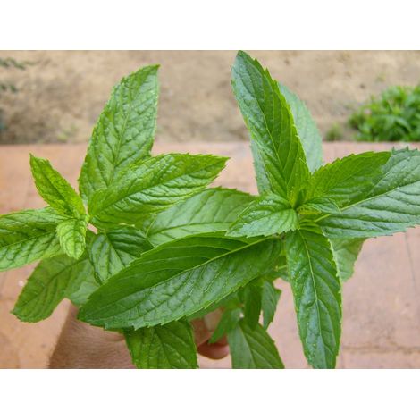 MENTA MOJITO HIERBA BUENA (MENTHA MOJITO) IN VASO 14CM