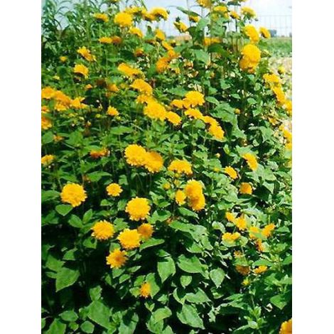 Helianthus decapetalus 'Plenus' Godet de 8/9 cm