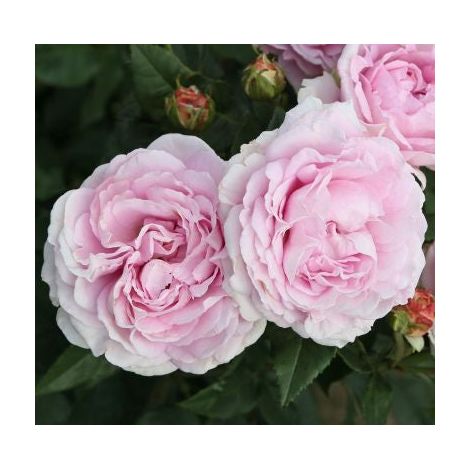 Gardenaria Rosa 'Konigin Marie' - Rosa da giardino - Altezza: 40/50 cm (vaso20) (1/4)