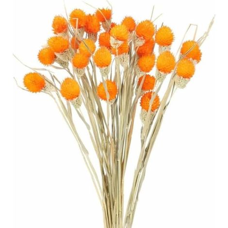 16 Tiges Fleurs Séchées Déco Hivernale Noël Maison Bouquet Artificiel Pampas Naturel (SKU: 90532866 Offre: S104489) (1/4)