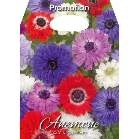 Anemone St. Brigid Mixed (CONFEZIONE DA 25 BULBI)