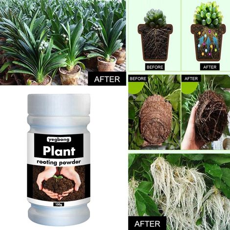 Poudre de bouturage rapide, stimulateur de racines pour plantes et fleurs, engrais de transplantation favorisant la croissance et la survie des boutures florales (1/5)