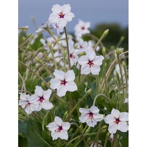 Belle-de-Nuit longiflora le sachet de 20 graines (3g) (1/2)