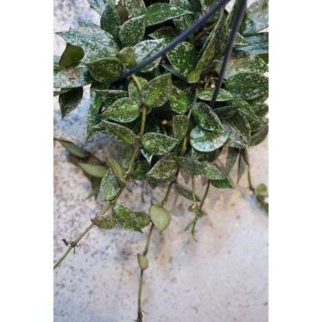 Hoya Lacunosa Splash Fiore di cera vaso 10,5cm foto reali