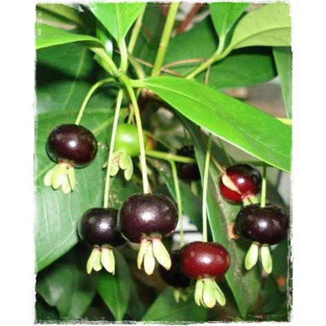 Pianta di Eugenia brasiliensis