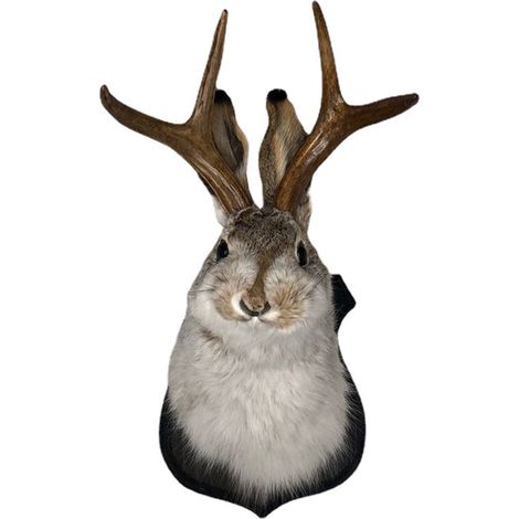 Tête De Cerf - Décoration Murale En Résine - Pour Intérieur Chambre Salon - Accrochage Facile - 13 X 15 X 25 Cm - 1 Pièce (1/5)