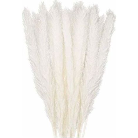 30 pcs Herbe de la Pampa, 58 cm Naturel Pampa Fleur Bouquet de Fleurs Sechees pour Vases, Blanc Boho Decoration Chambre Maison Salon, Mariage Photographier Table Décoration (1/5)